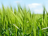 庙镇70亩稻田地地转包